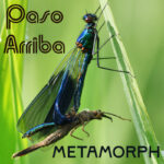 Metamorph (Live) by Paso Arriba