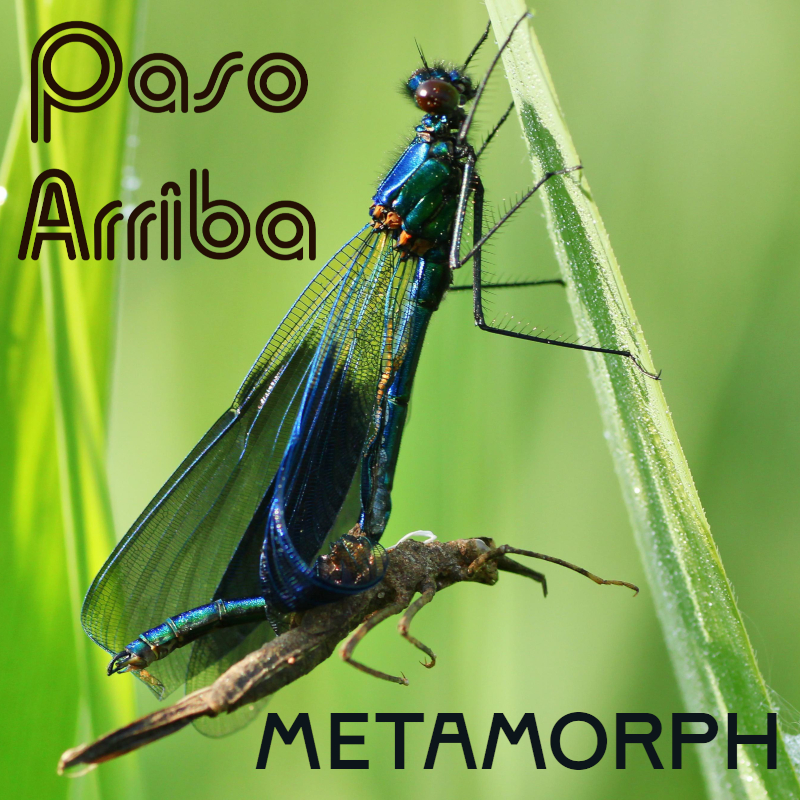 Metamorph by Paso Arriba